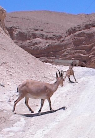 Ibec bambi