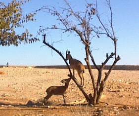 ibex