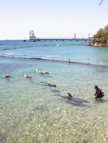 dolphin reef