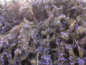 bloemen in Netanya