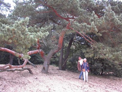 Loonse en Drunense Duinen