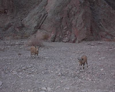 Shlomo ibex